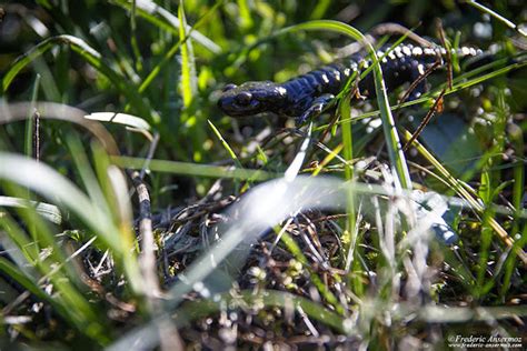 Alpine Salamander Project Noah