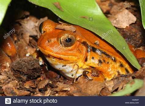 Southern Tomato Frog Dyscophus Guineti Stock Photo Alamy