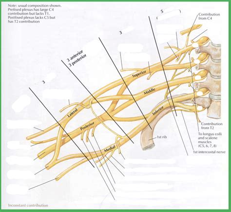 Brachial Plexus Diagram Quizlet