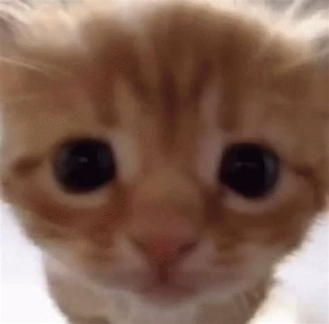 Small Orange Cat Kitten Kitty Staring Stare At Camera Funny Cute