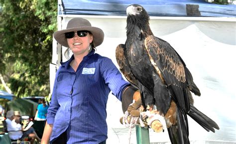 Auzzie Wa Birds Of Prey