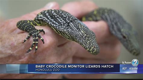 Baby Crocodile Monitor Lizards Hatched At Honolulu Zoo Youtube