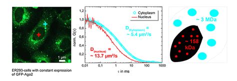 Fluorescence Correlation Spectroscopy Fcs Picoquant