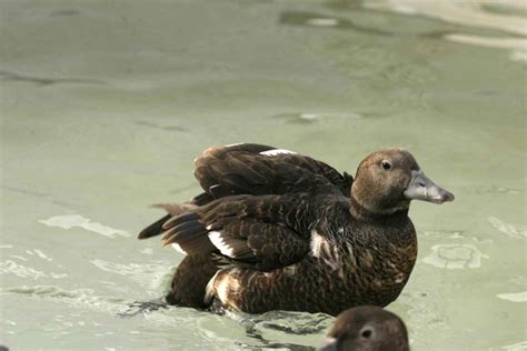 Free picture: steller, eider, female, bird, preaparing, fromm, water