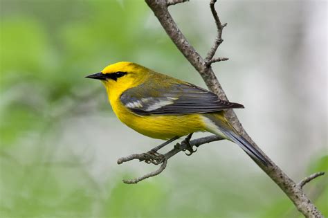 Blue Winged Warbler Male Jeremy Meyer Photography