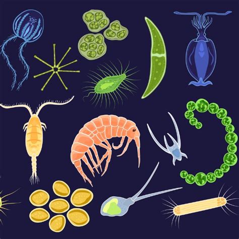 Marine Microbiology Meet The Microbes Of The Sea Let S Talk Science