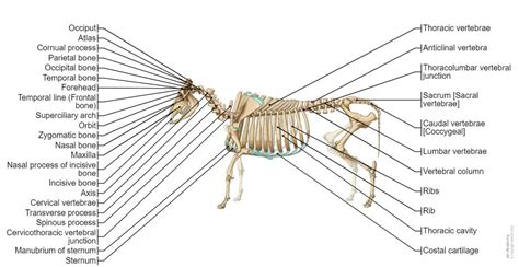 Bovine Osteology Normal Anatomy Vet Anatomy