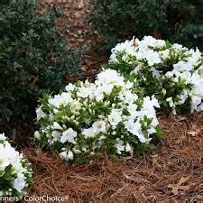 AZALEA Gumpo White #3 — MasTer Landscape Supply