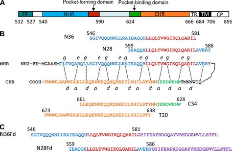 The Hiv 1 Gp41 Functional Domains And N Peptides A Schematic View Of