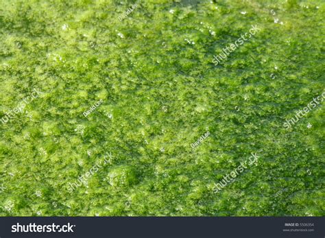 Green Pond Scum Background Wallpaper Stock Photo 5506354 Shutterstock