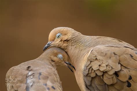 Dove Love Photographed By Jon Rista R Aww