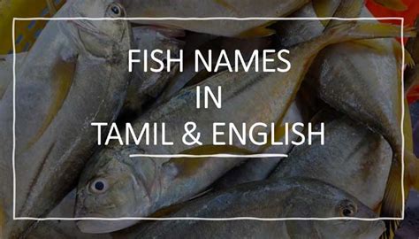 fishes  tamilnadu fish names  tamil english     fish