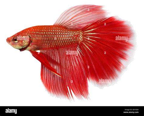pet aquarium fish stock photo alamy
