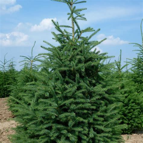 Picea Glauca Densata From Neil Vanderkruk Holdings Inc