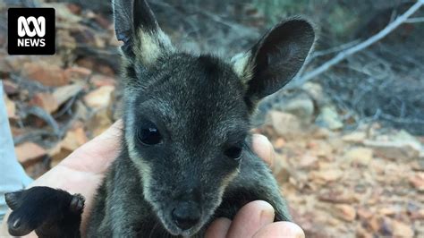 Kalbarris Elusive Black Flanked Rock Wallaby Population Back From The