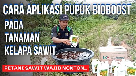 Cara Aplikasi Pupuk Bioboost Pada Kelapa Sawit Peremajaan Sawit