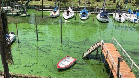 Alerta Sanitaria Por Presencia De Cianobacterias En Lagunas De Buenos