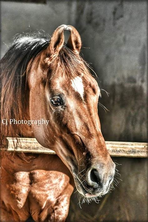 Kathiyawadi Stallionchetak Horses Marwari Horses Kathiyawadi Horse