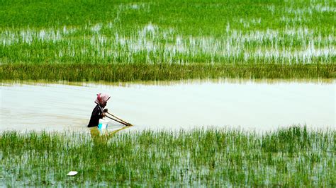 Genes que controlan altura del arroz podrían conducir a cultivos