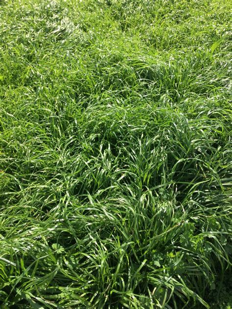 Italian Ryegrass