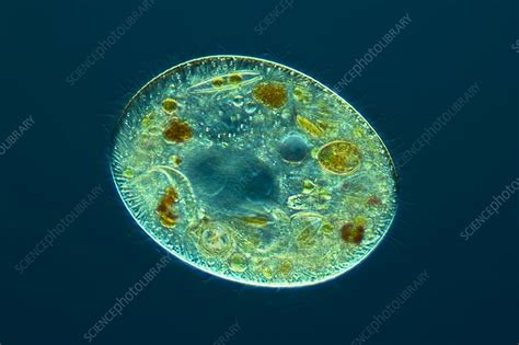 Ciliate Protozoan Light Micrograph Stock Image C0207678 Science