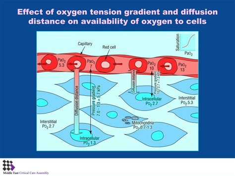 Ppt Oxygen Content Equation And Oxygen Transport Powerpoint