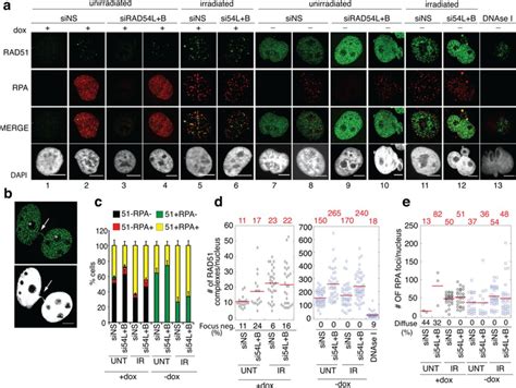 Rad54 Translocase Depletion Increases Rad51 Complex Formation In S33