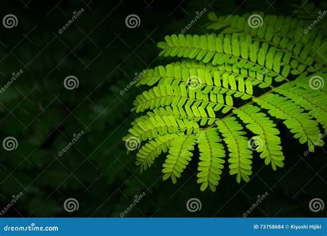 Parkia Javanica Stock Photos Free And Royalty Free Stock Photos From