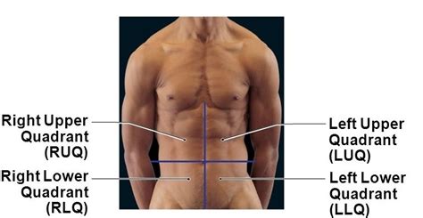 Abdominopelvic Quadrants And Regions Diagram Quizlet