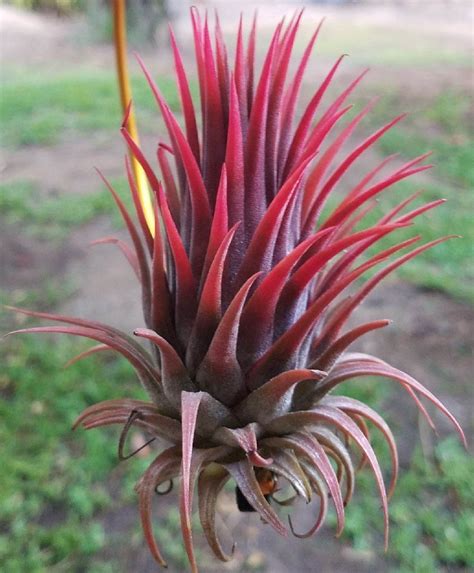 Bromeliads In Australia Tillandsia Ionantha Air Plant Garden Air Plants Care Tillandsia