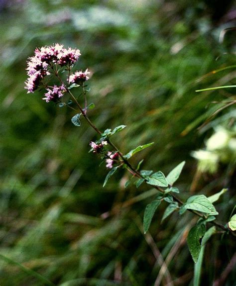 Plantas Que Afastam O Mosquito Da Dengue Aedes Aegypt Paisagismo