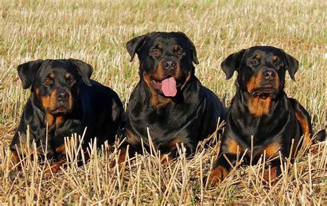 Rottweiler Information And Dog Breed Facts Rottweiler Facts