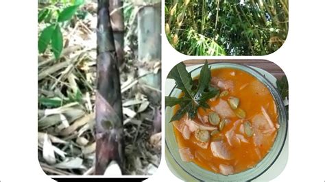 Mencari Rebung Bambu Muda Membuat Sayur Rebung Santan Seperti Buatan