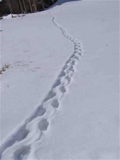 Porcupine Tracks