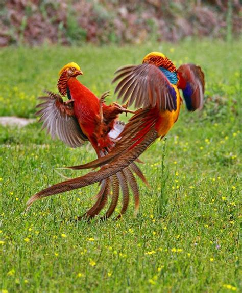 Golden Pheasant Pet Birds Rare Birds Animals Beautiful