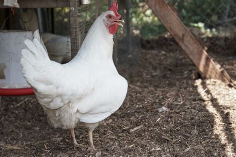 California White Chicken Size Egg Laying Facts Chicken And Chicks