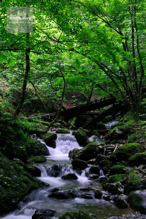 芦生の森（京都大学芦生研究林）の清流