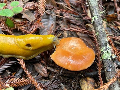 Its About Fungi And Banana Slugs At Purisima Creek Redwoods Preserve