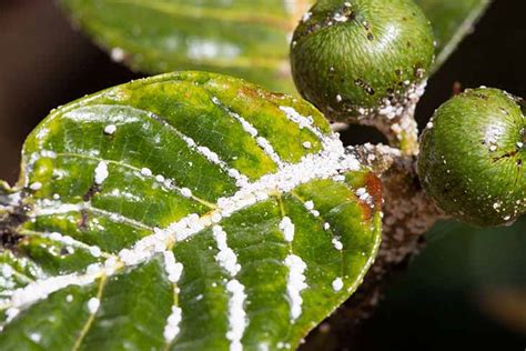 Cómo eliminar las hormigas y cochinillas que asolan las plantas