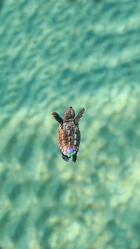 Iphone Baby Sea Turtle Cute Turtle Hd Phone Wallpaper Pxfuel