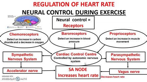 Heart Rate Regulation Neural Hormonal And Intrinsic Youtube