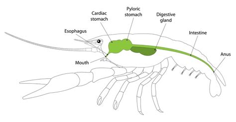 Crayfish Anatomy: Structures with Labeled Diagrams