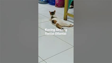 Kucing Sedang Santai Dilantai Youtube