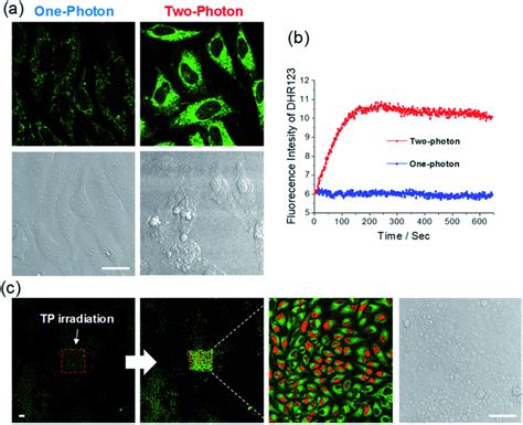 a Confocal fluorescence images of HeLa cells containing 1 μM ACC2 and