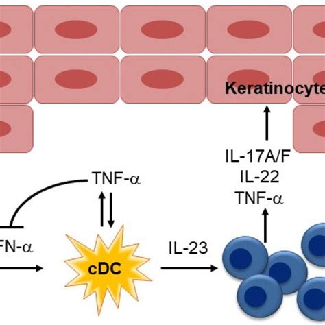 Pathogenesis Of Psoriasis The Characteristic Tnf Il 23 Th17 Pathway In Download Scientific