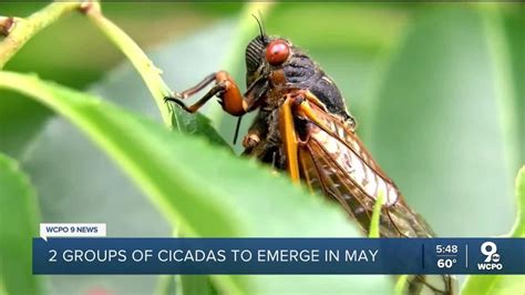 This Map Shows Where Trillions Of Cicadas Will Emerge In 2024