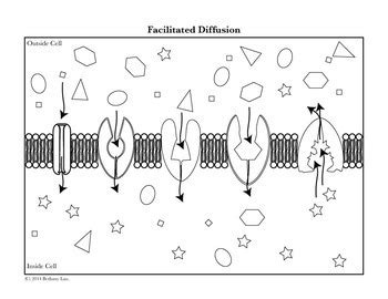 Cell Membrane And Transport Coloring