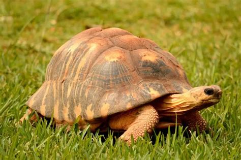 Radiated Tortoise - Facts, Diet, Habitat & Pictures on Animalia.bio