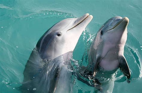 10 Animals To Meet In The Bahamas – Fodors Travel Guide