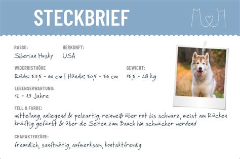 Siberian Husky Steckbrief Charakter Pflege Haltung